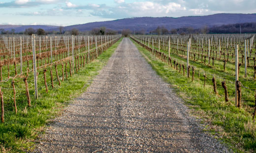 WINES FROM THE VENETO REGION