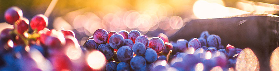 Roséwein