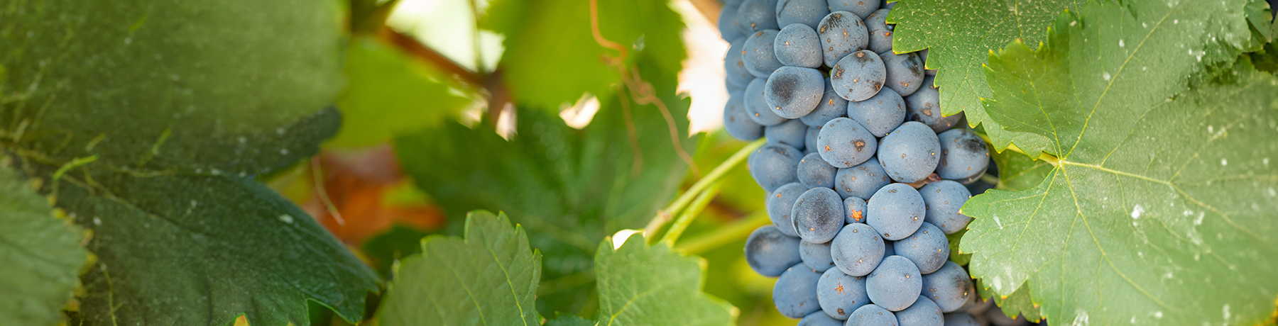 Amarone della Valpolicella