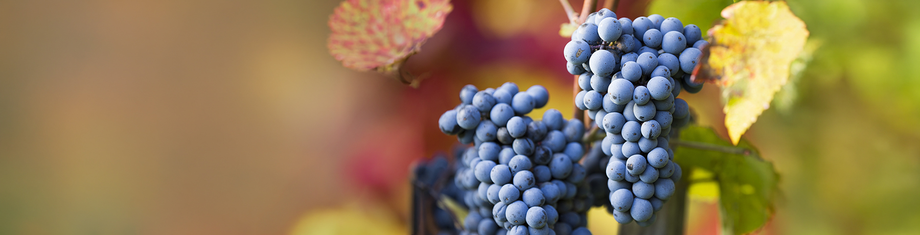 Barolo