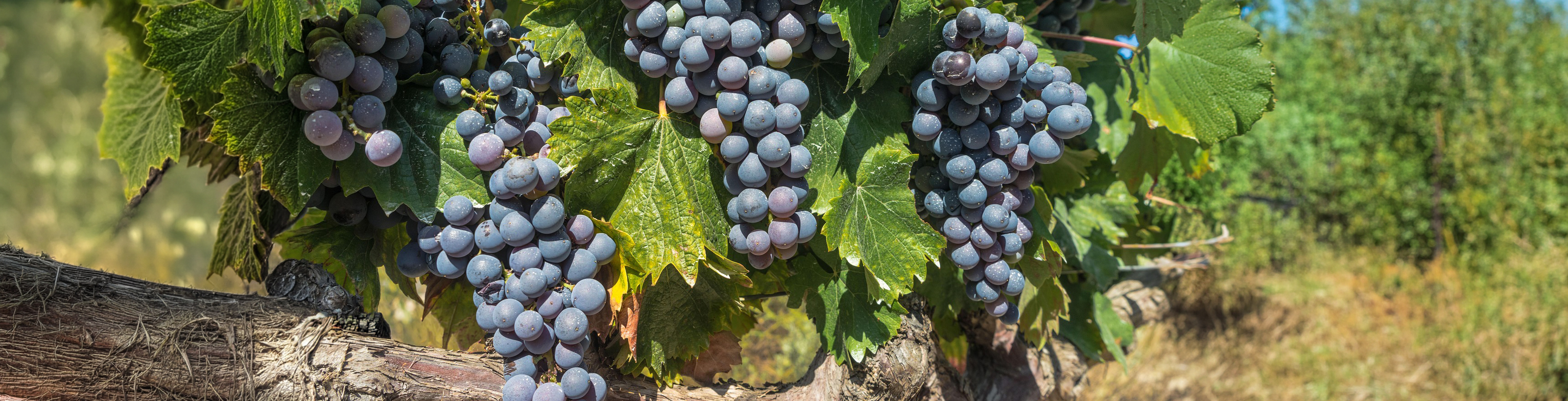 Cabernet Franc
