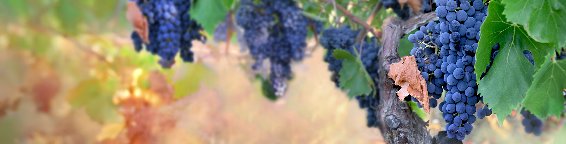 Châteauneuf-du-Pape