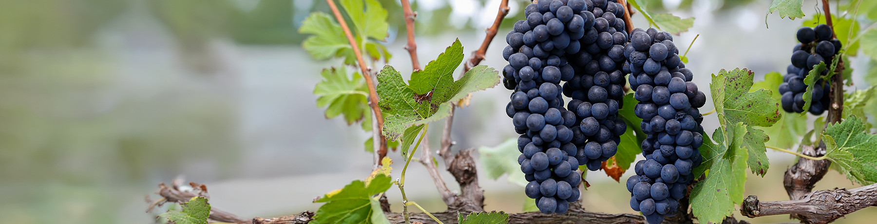 Dolcetto