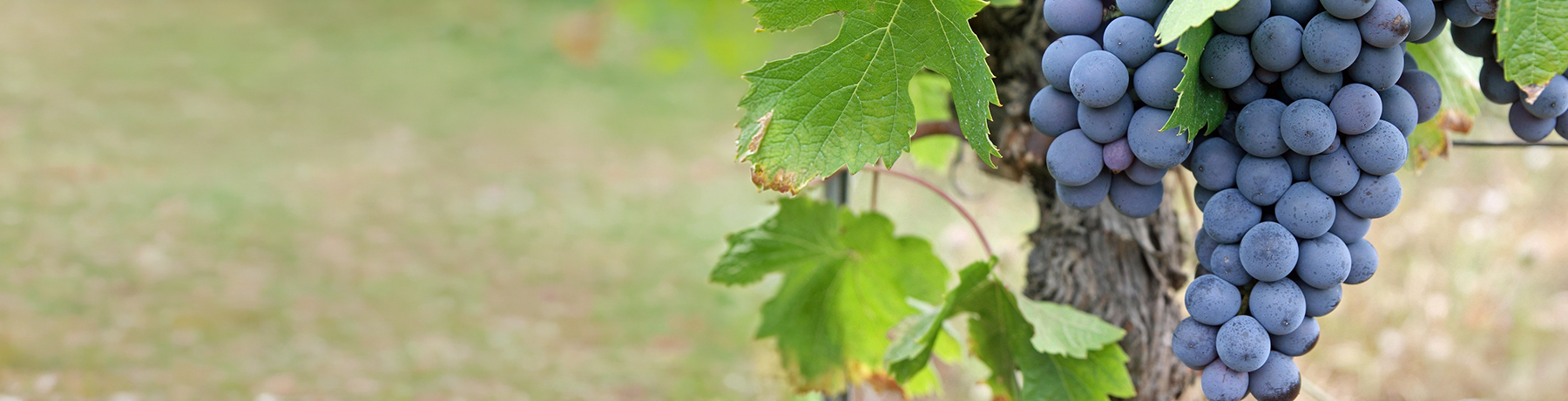 Garnacha
