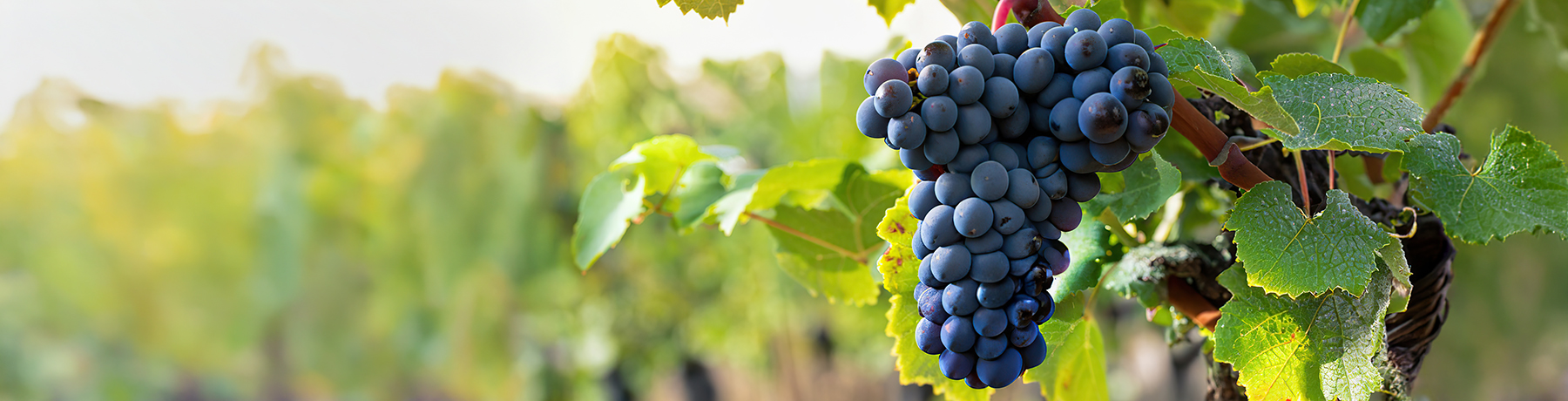 Monastrell Monastrell