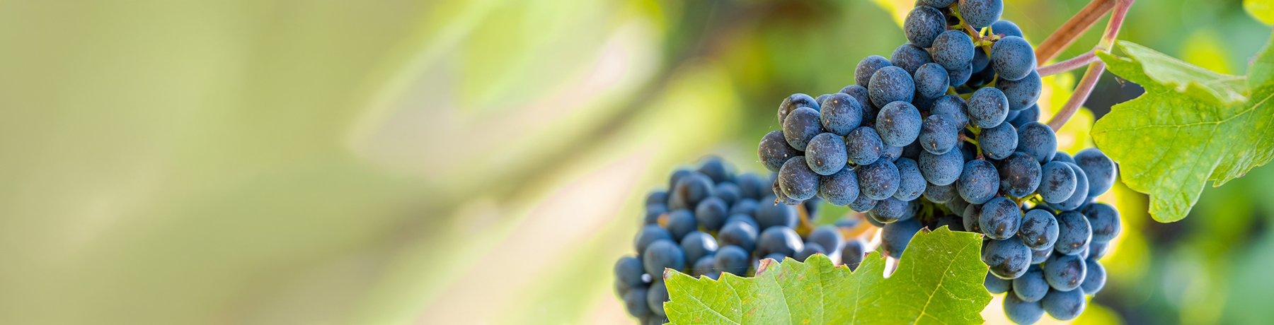Nebbiolo