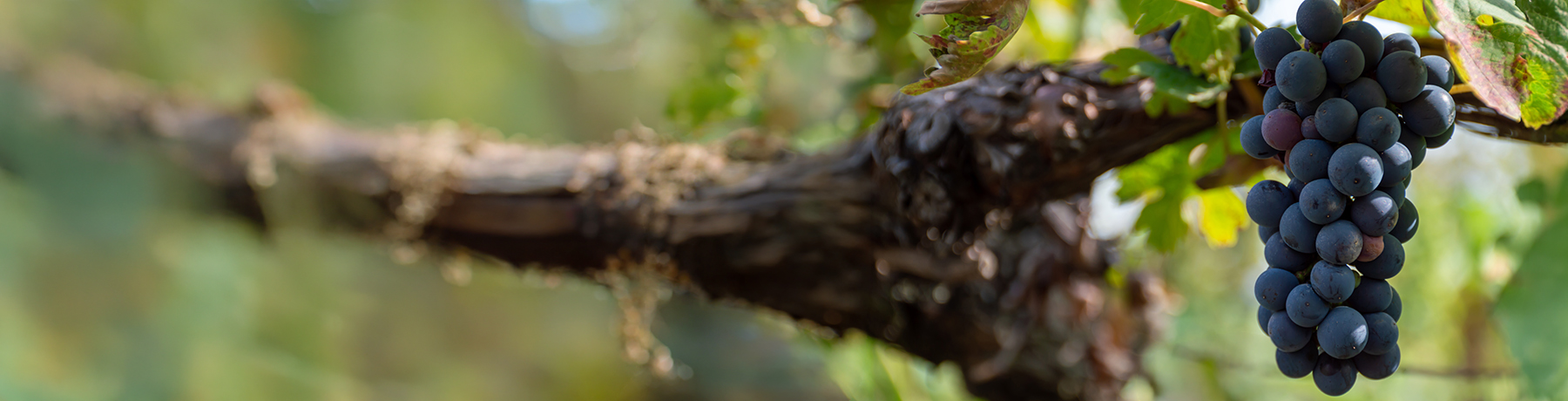 Petit Verdot