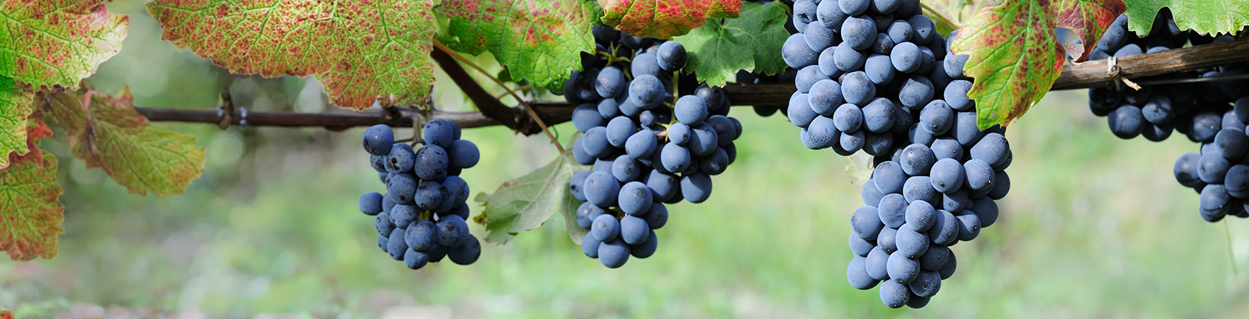 Sangiovese