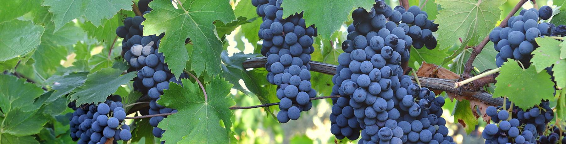 Touriga Nacional