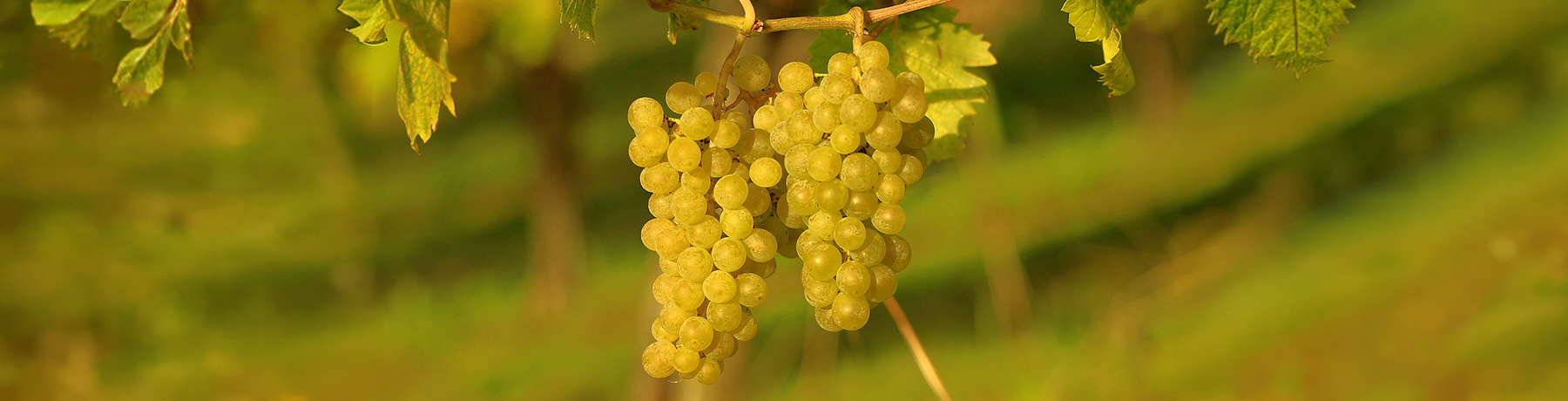 Chasselas