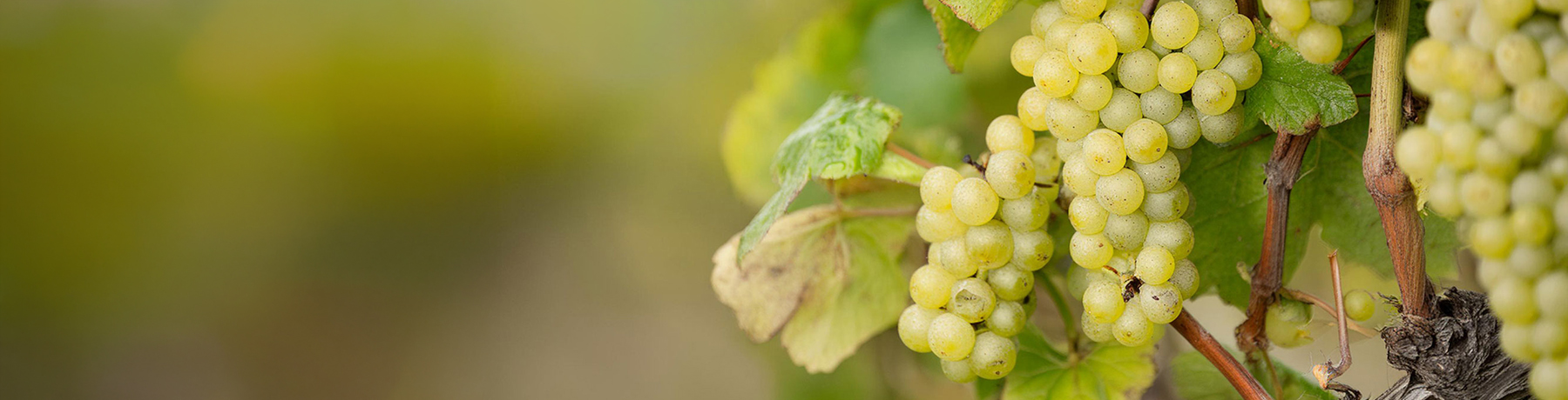 Pinot Blanc