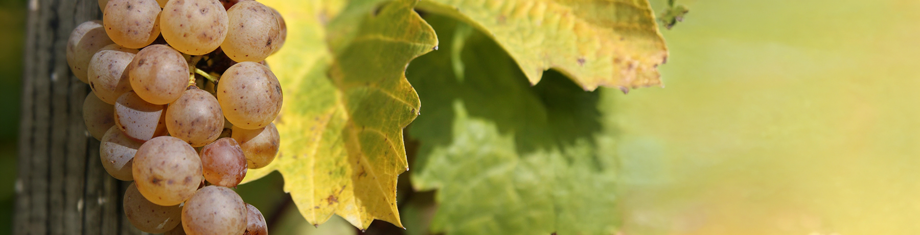Riesling