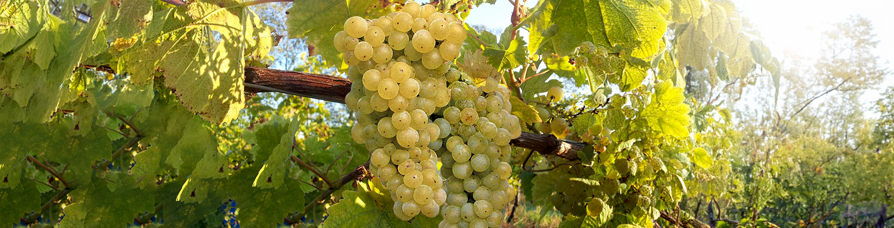 Seyval Blanc