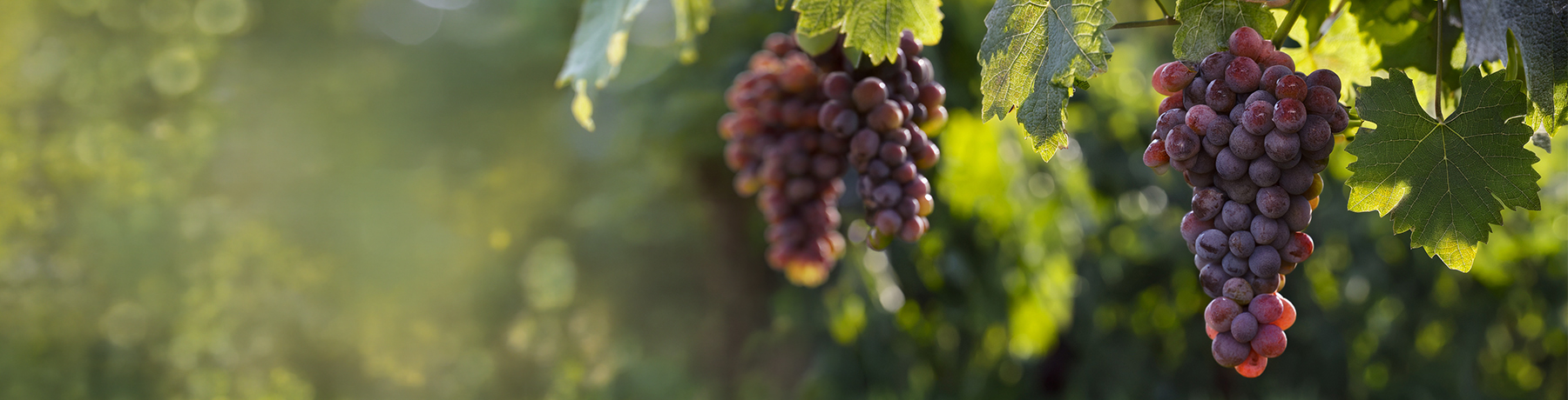 Souvignier Gris