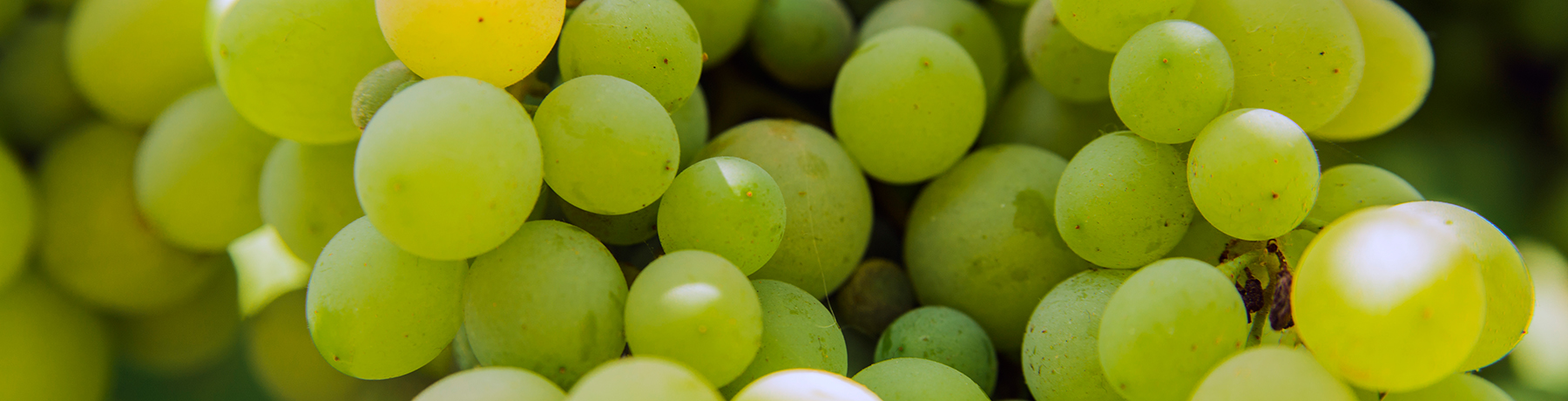 Vermentino